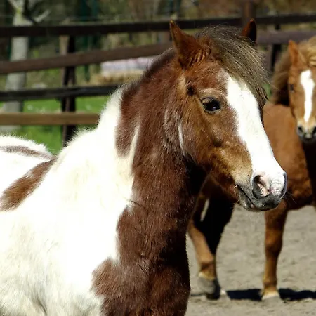 503 Landidyll Appartement Grömitz