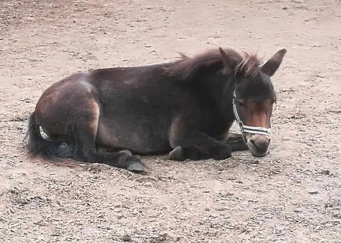 Appartement 503 Landidyll *