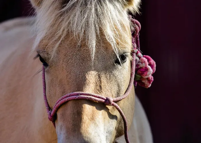 503 Landidyll Appartement *