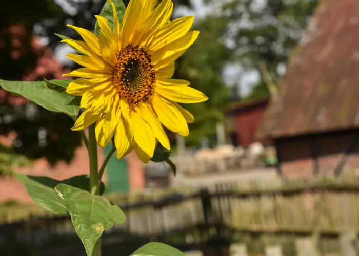 503 Landidyll Grömitz