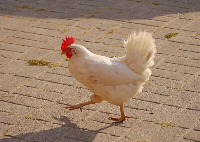 503 Landidyll Appartement *