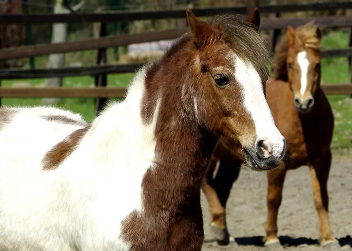 503 Landidyll Appartement Grömitz